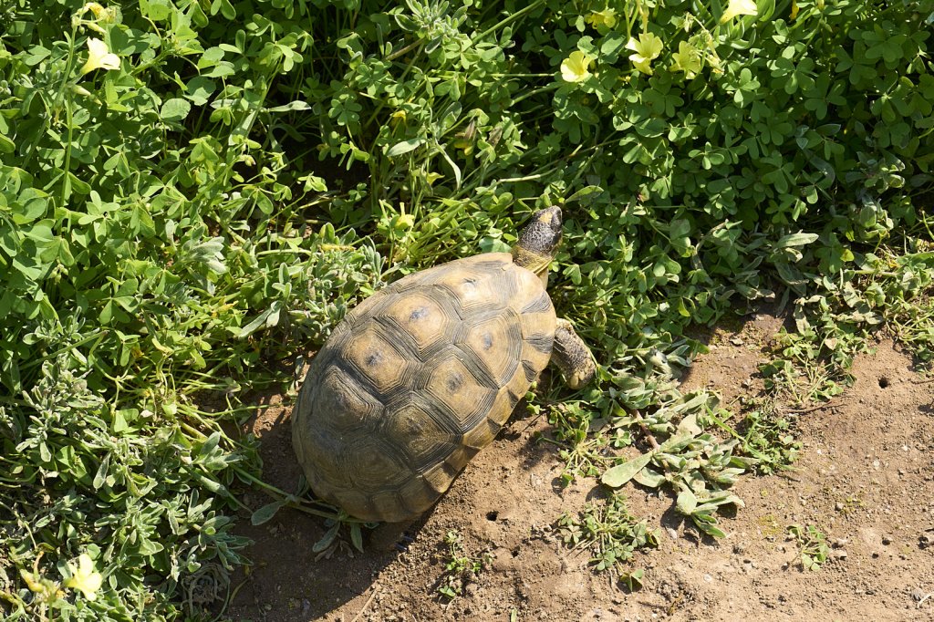 Leopardschildkröte, Steenbok Trail, West Coast NP